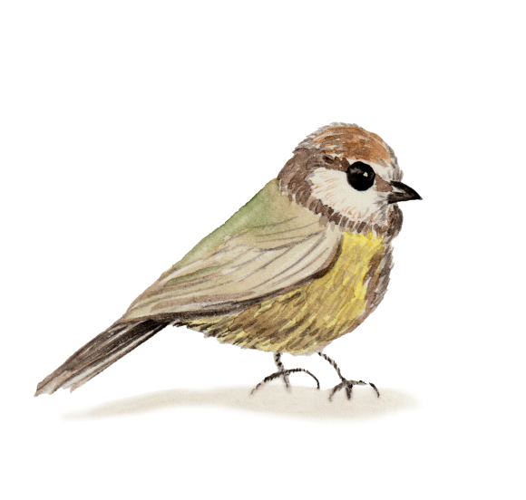 bird-artwork